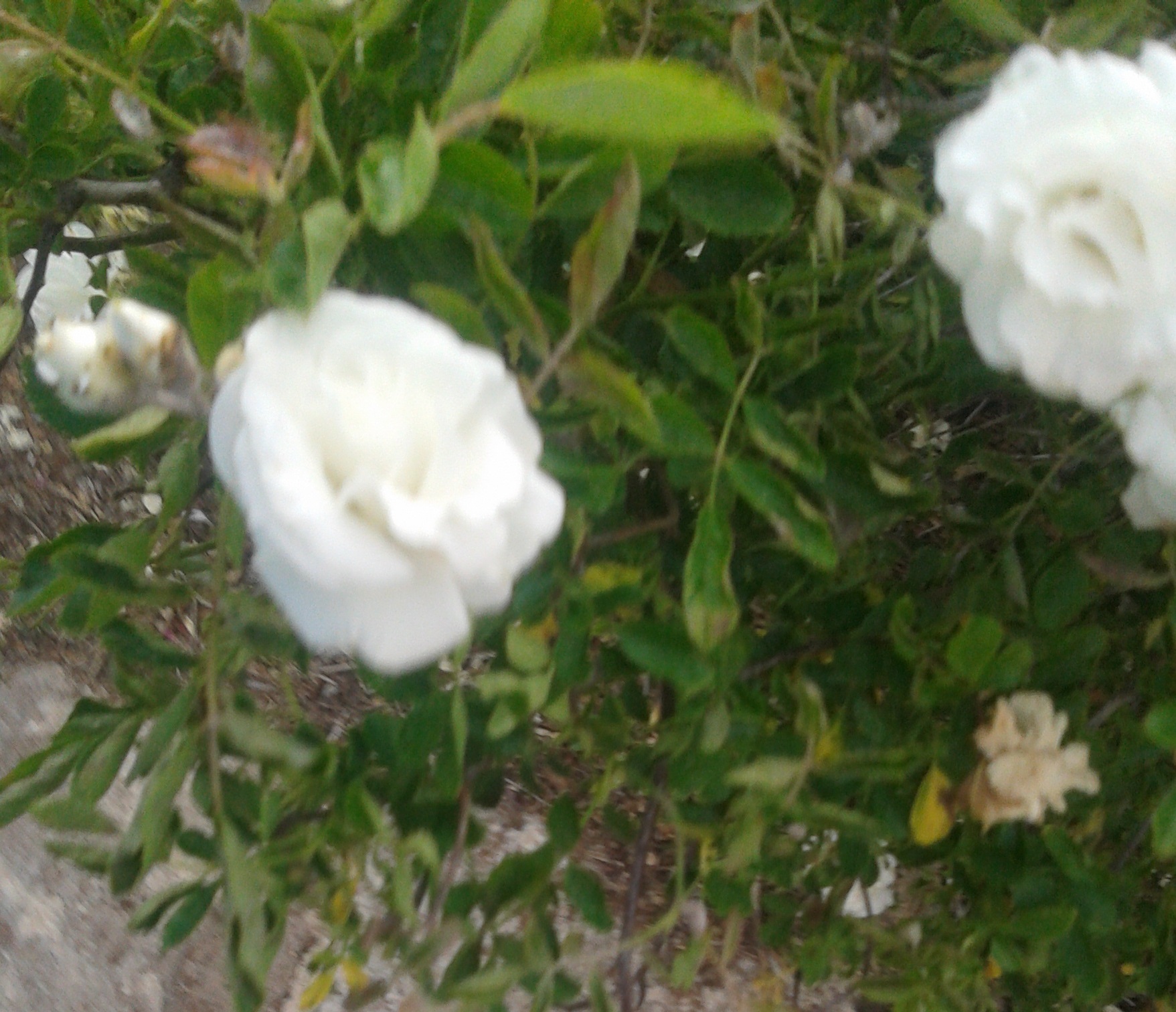 White Roses 7 by KJ Hannah Greenberg