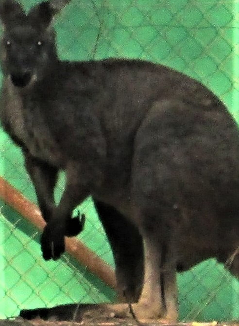 Captive kangaroo by KJ Hannah Greenberg