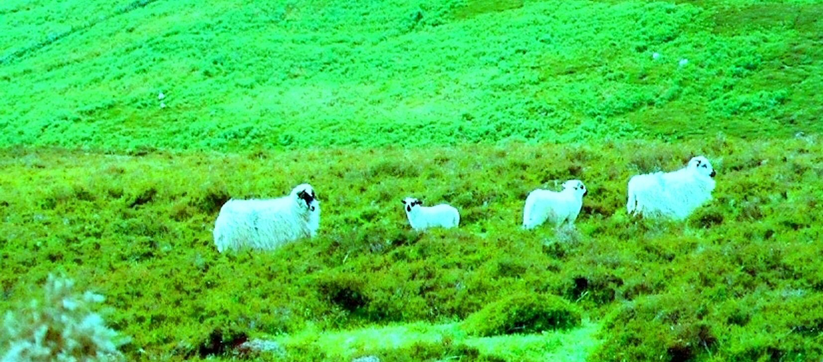 Irish Sheep by KJ Hannah Greenberg