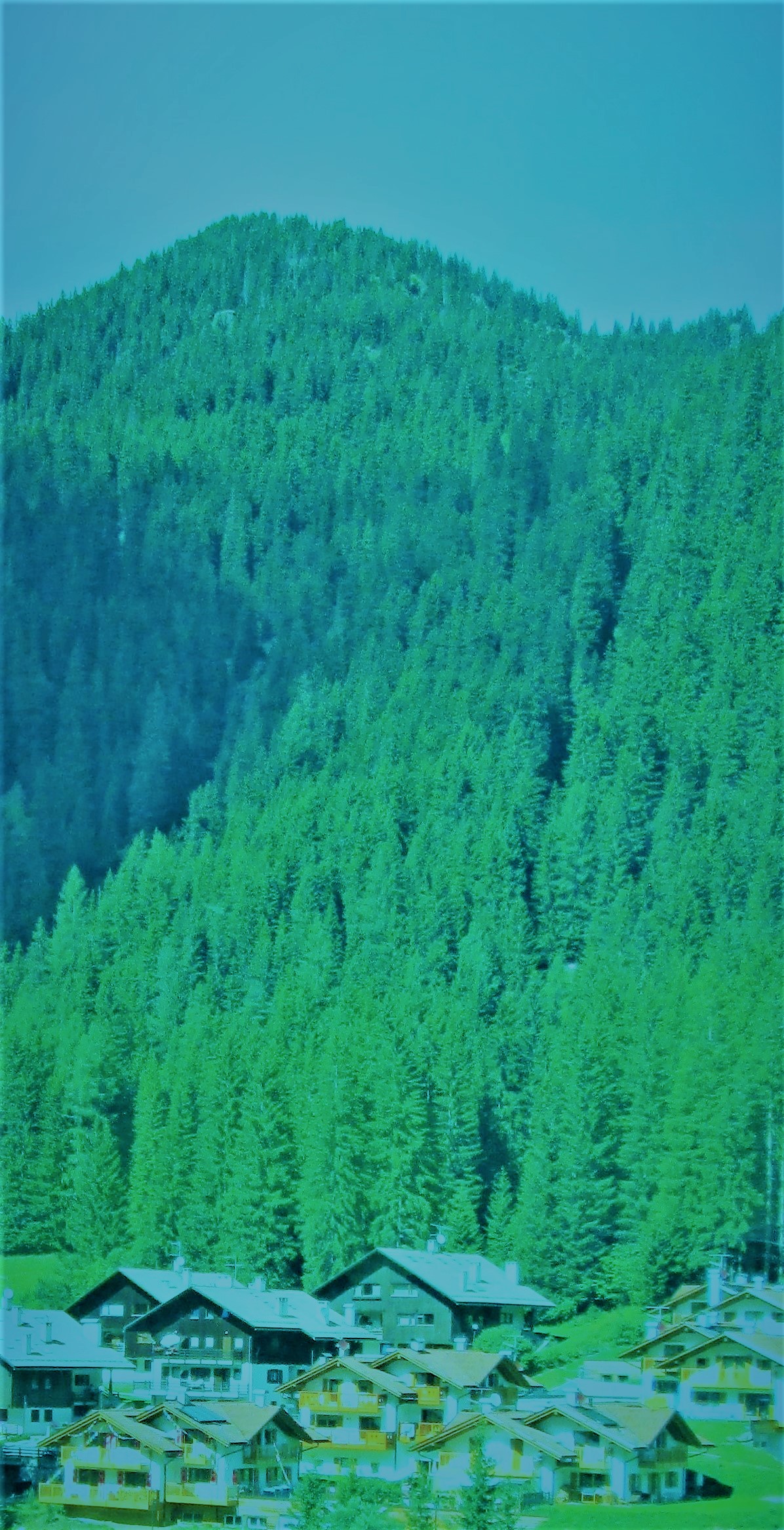 Alpine trees by KJ Hannah Greenberg
