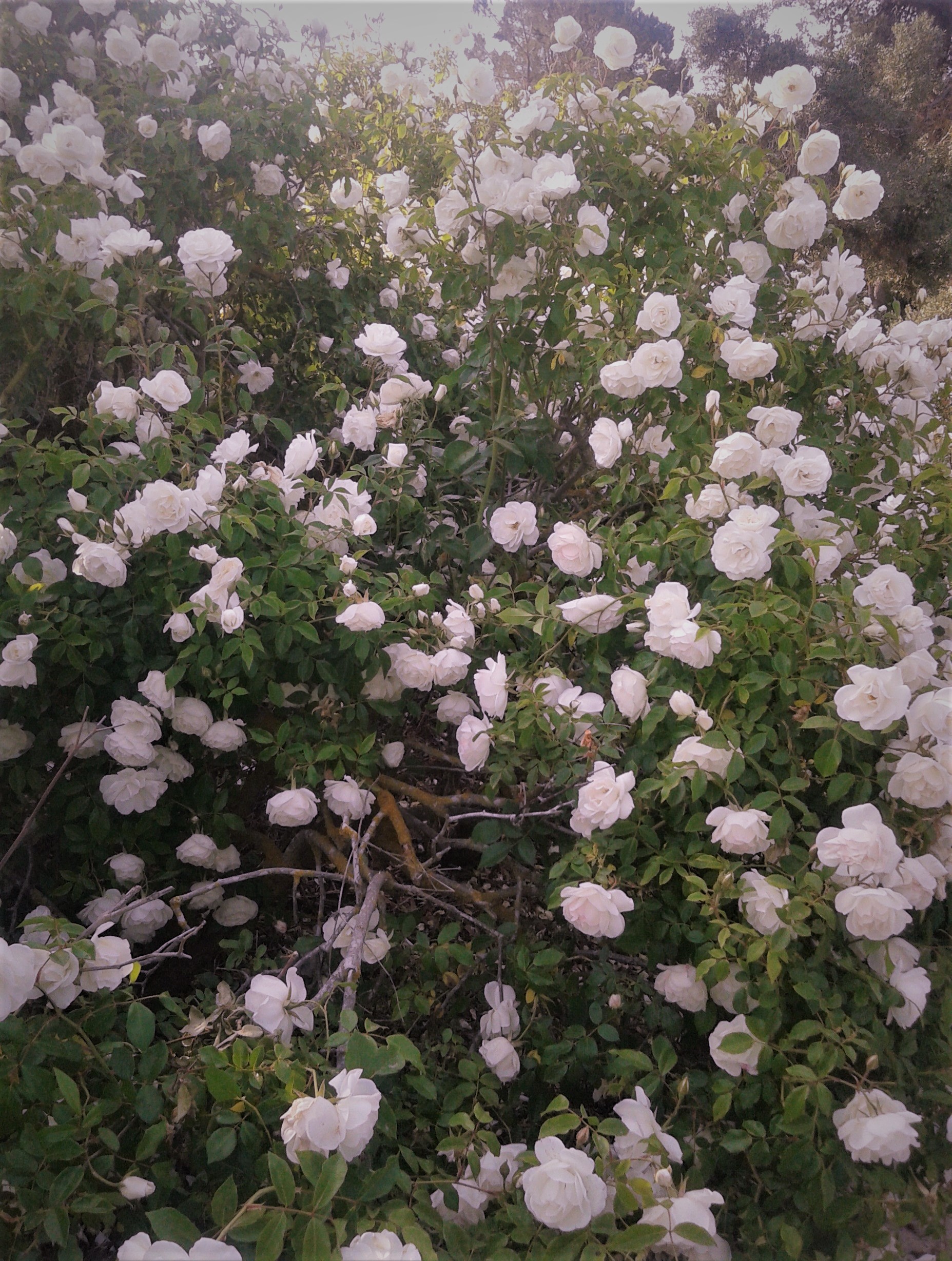 White Roses by KJ Hannah Greenberg