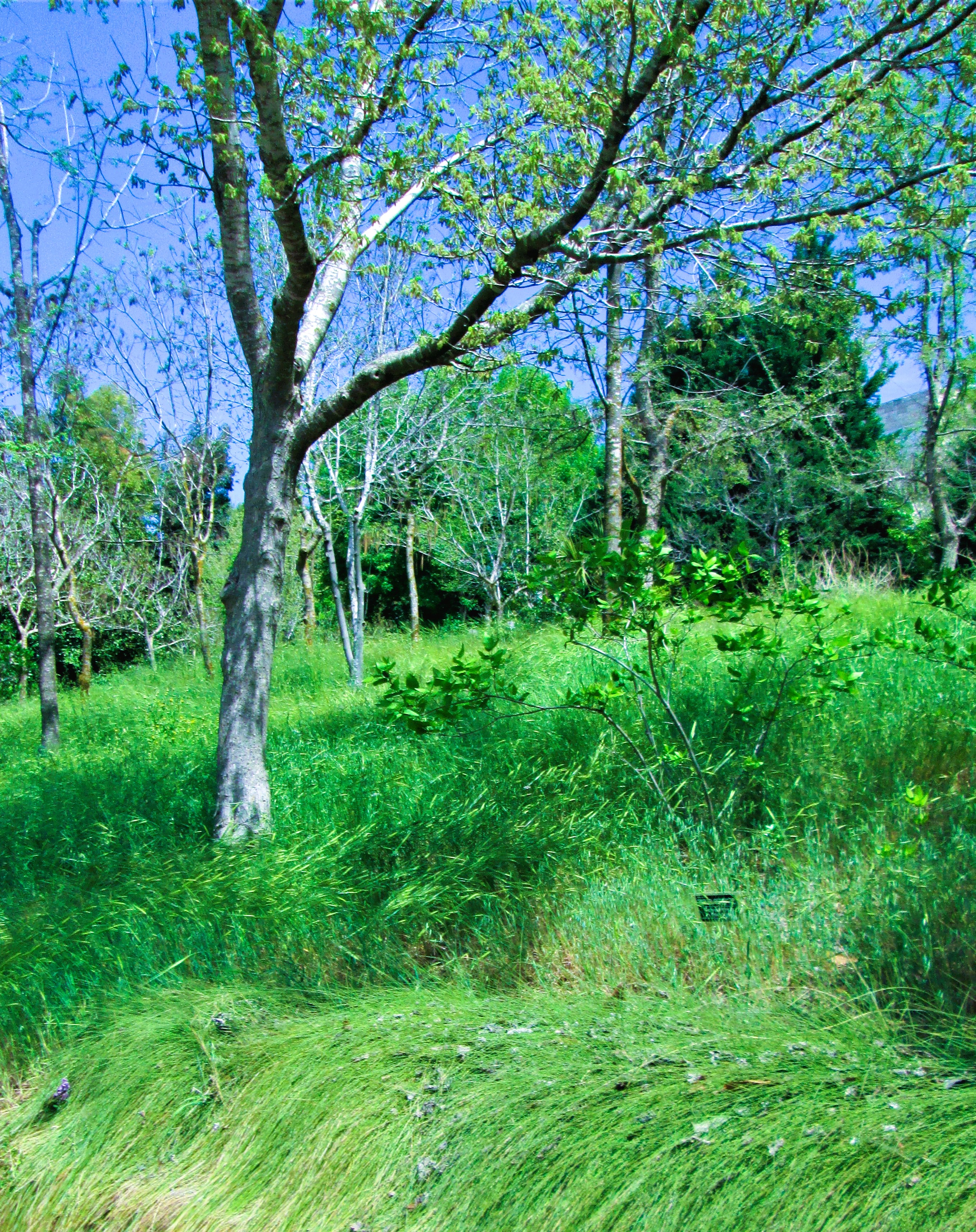 Verdant by KJ Hannah Greenberg
