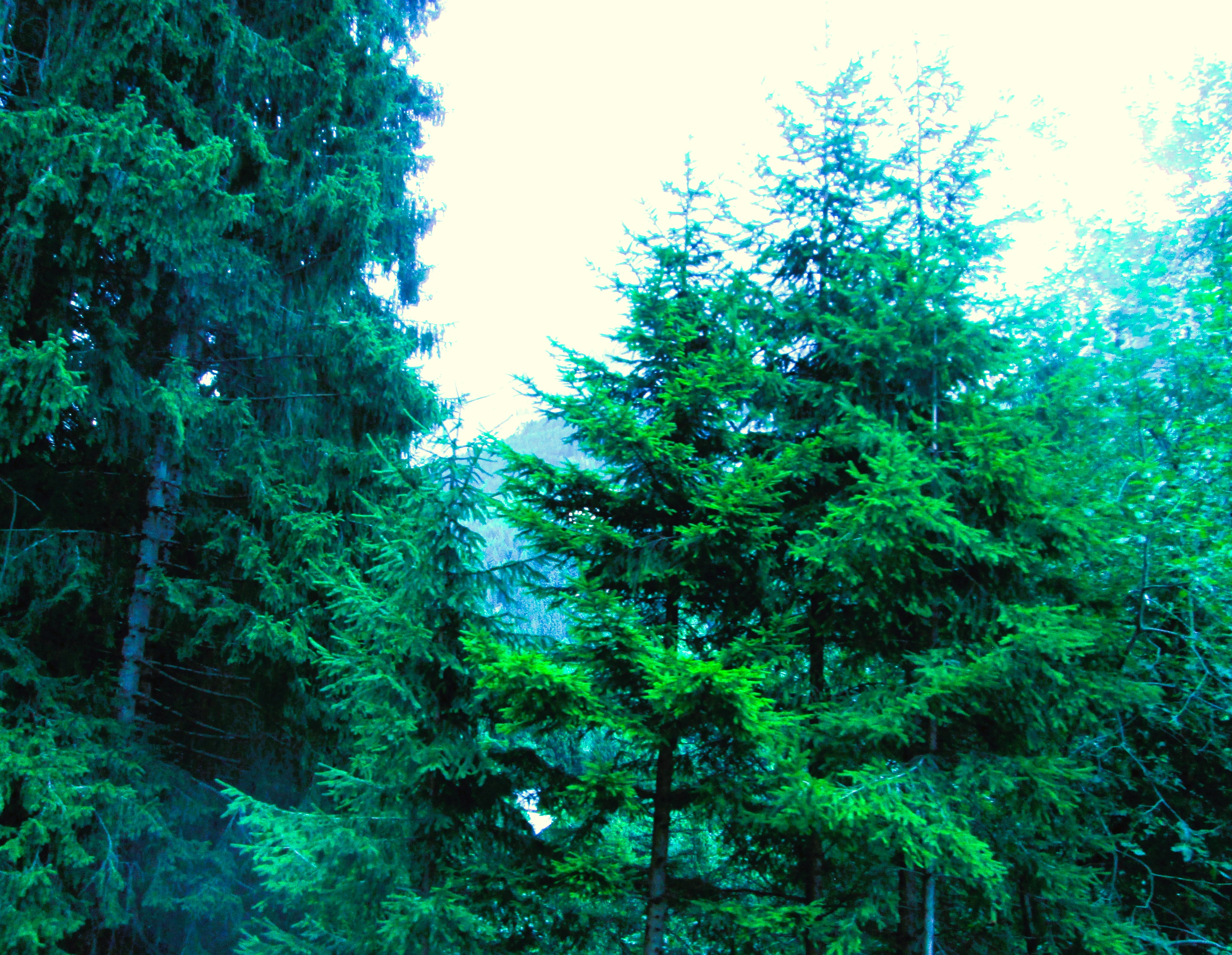 Another Green Vista by KJ Hannah Greenberg