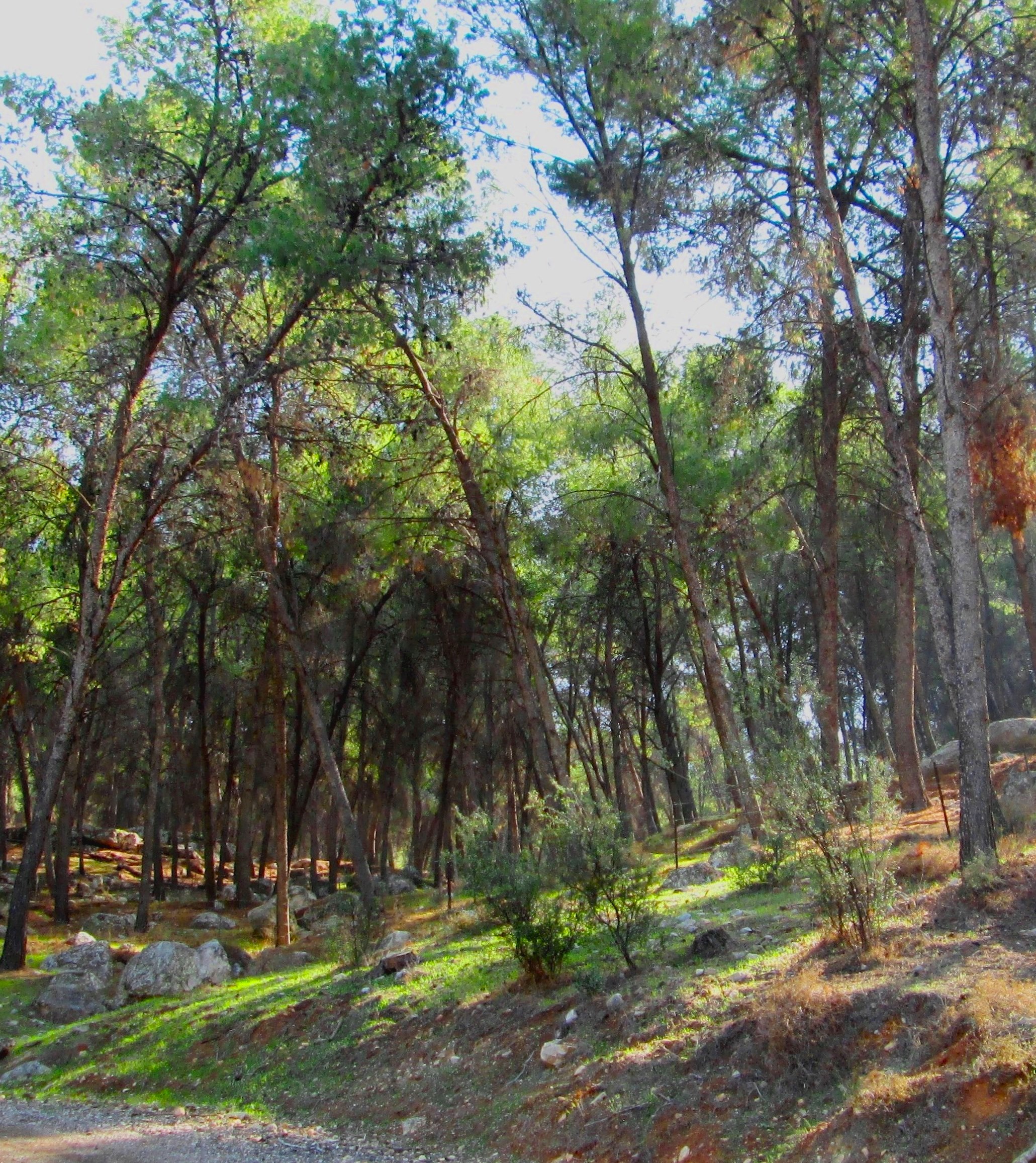 Gilboa National Reserve by KJ Hannah Greenberg