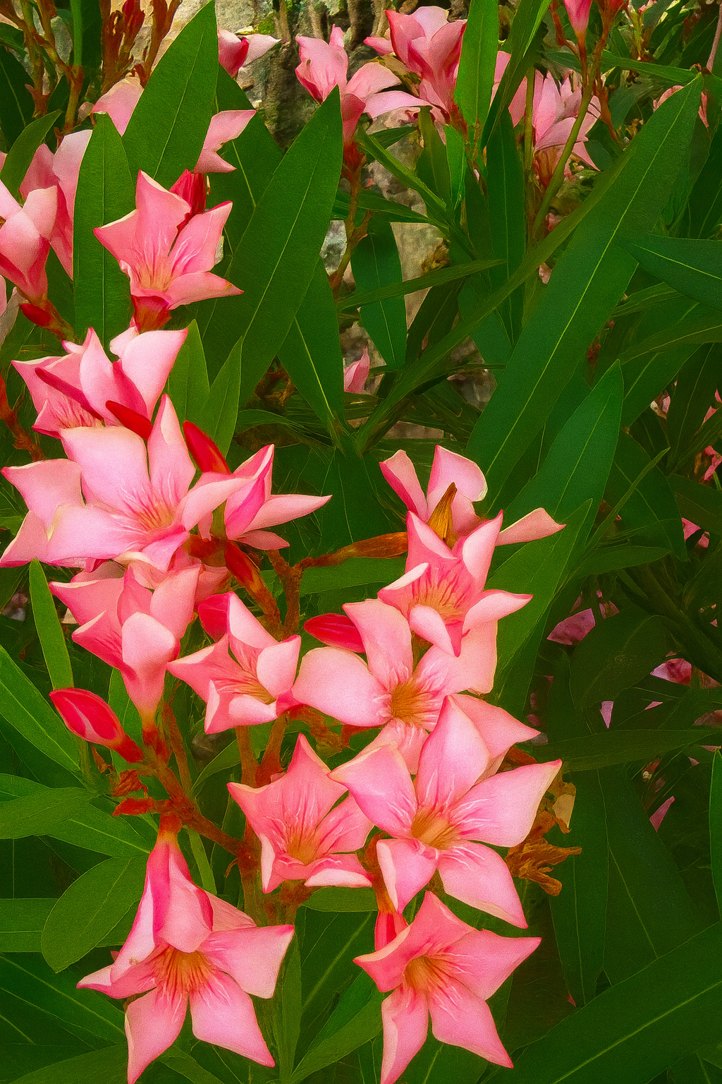 More Pink Blossoms by KJ Hannah Greenberg