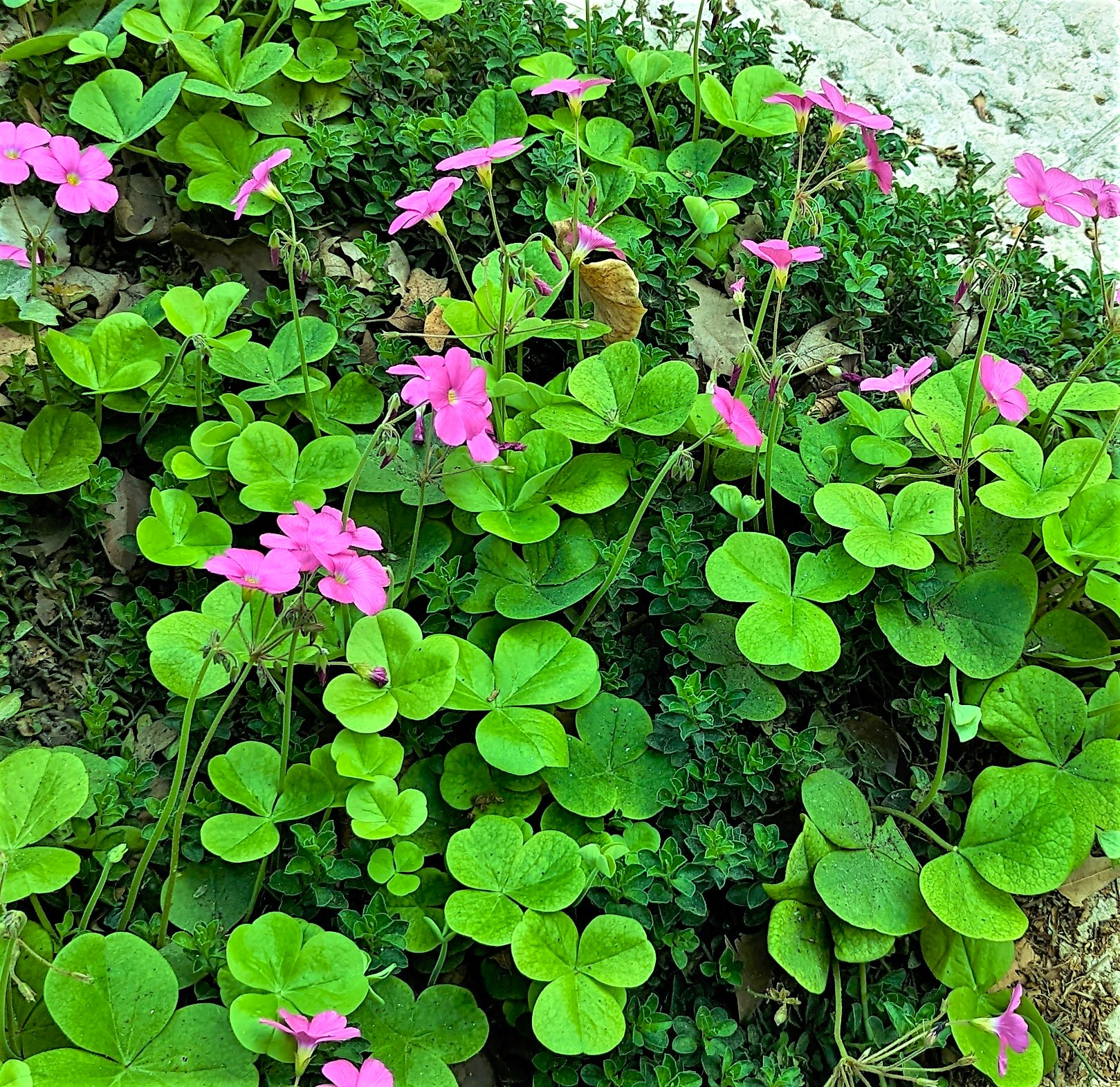 Pink! Pink! by KJ Hannah Greenberg