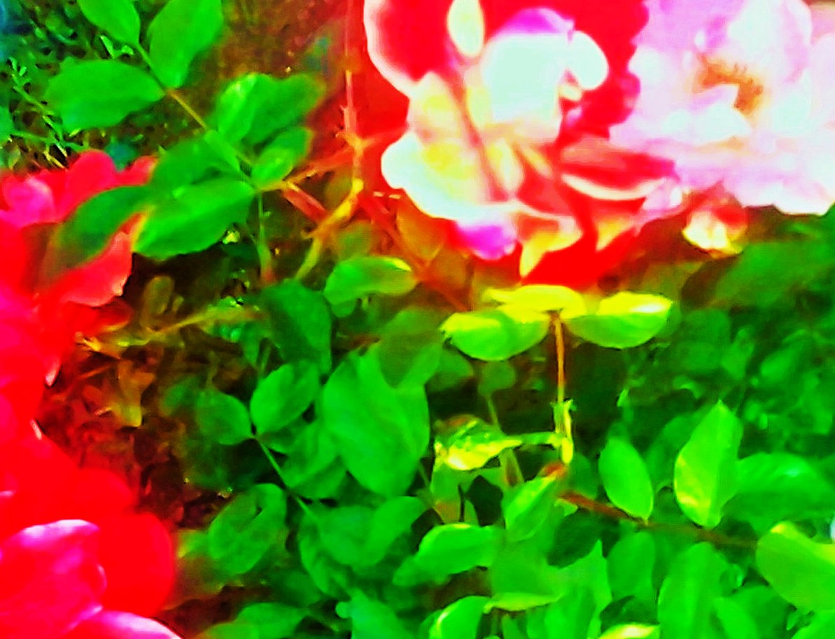 Pink and Green by KJ Hannah Greenberg