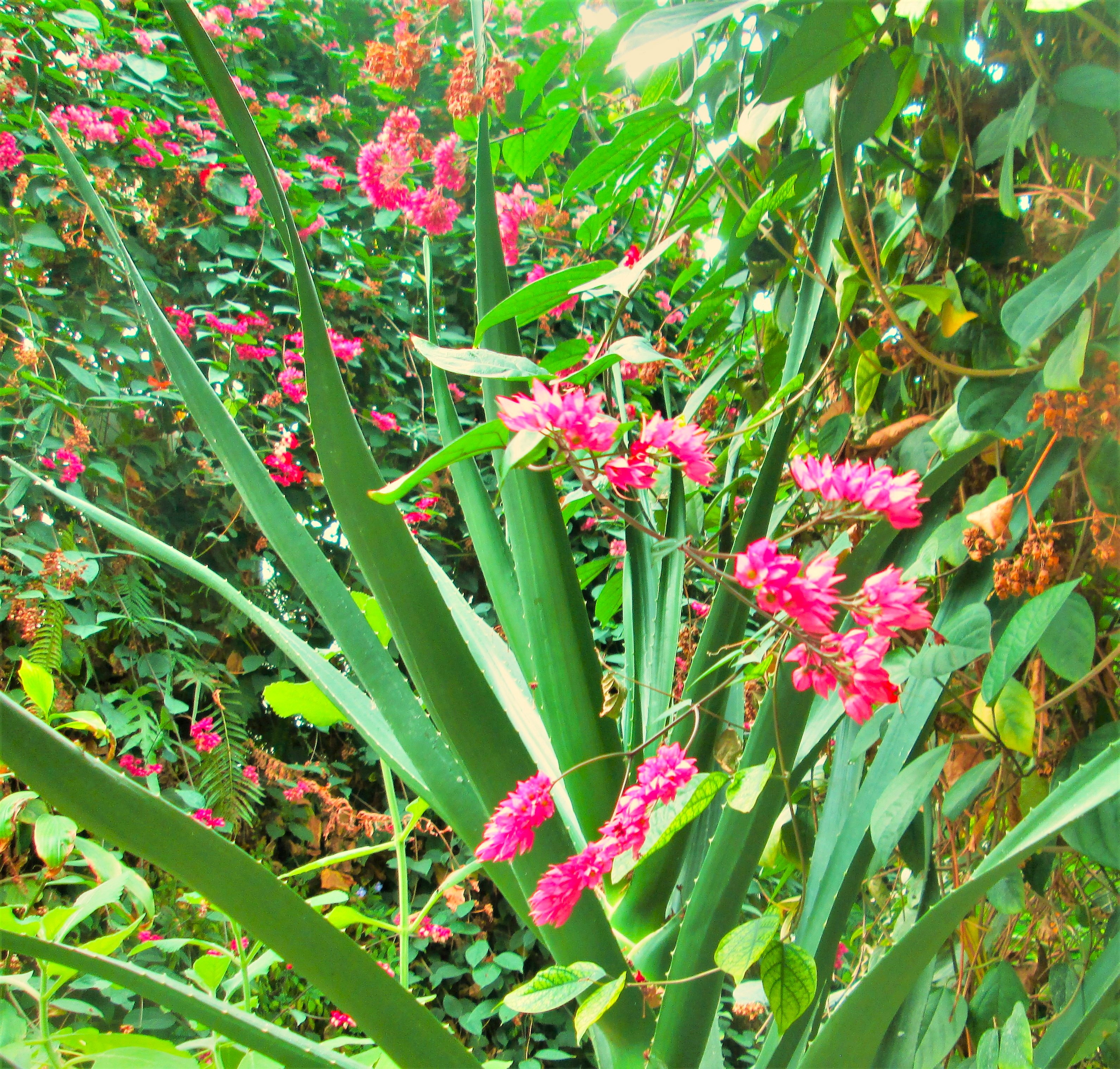 Pretty Pink by KJ Hannah Greenberg