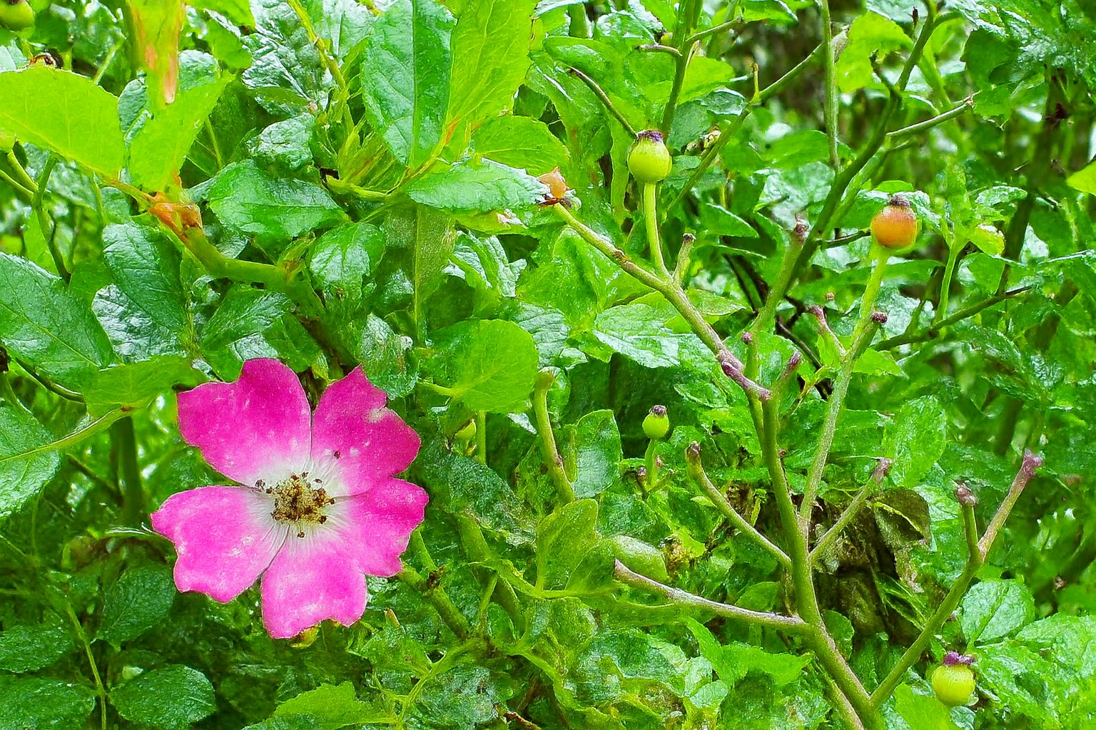 One Pink by KJ Hannah Greenberg