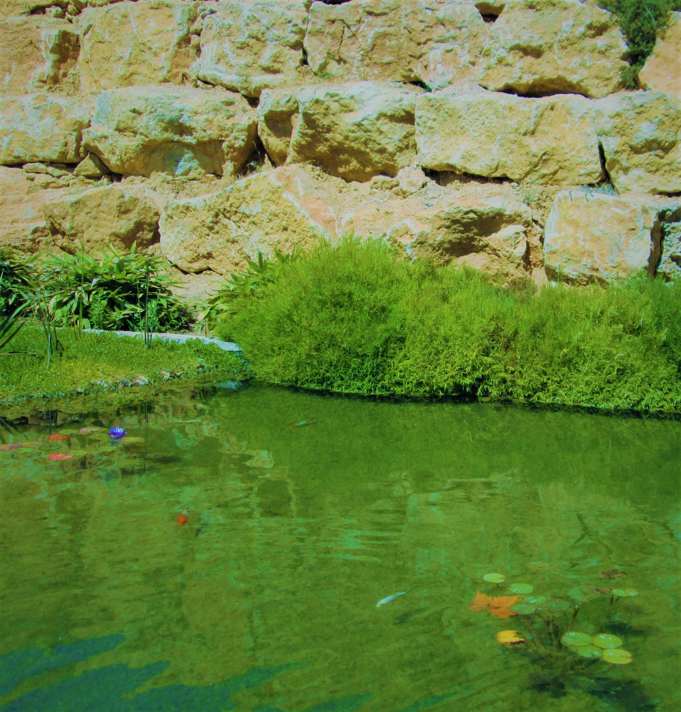 Fish Pond 4 by KJ Hannah Greenberg