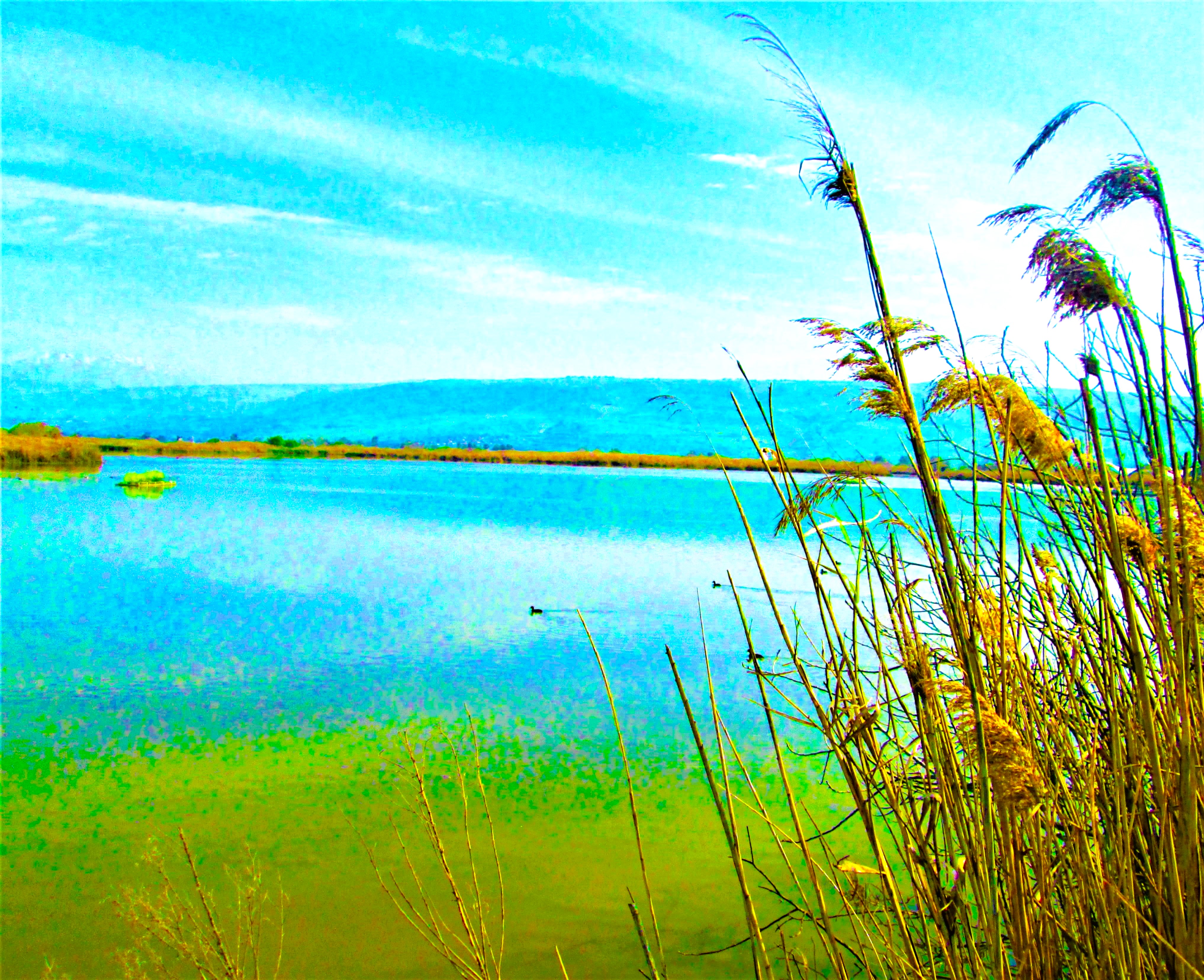 Pond With Loon by KJ Hannah Greenberg
