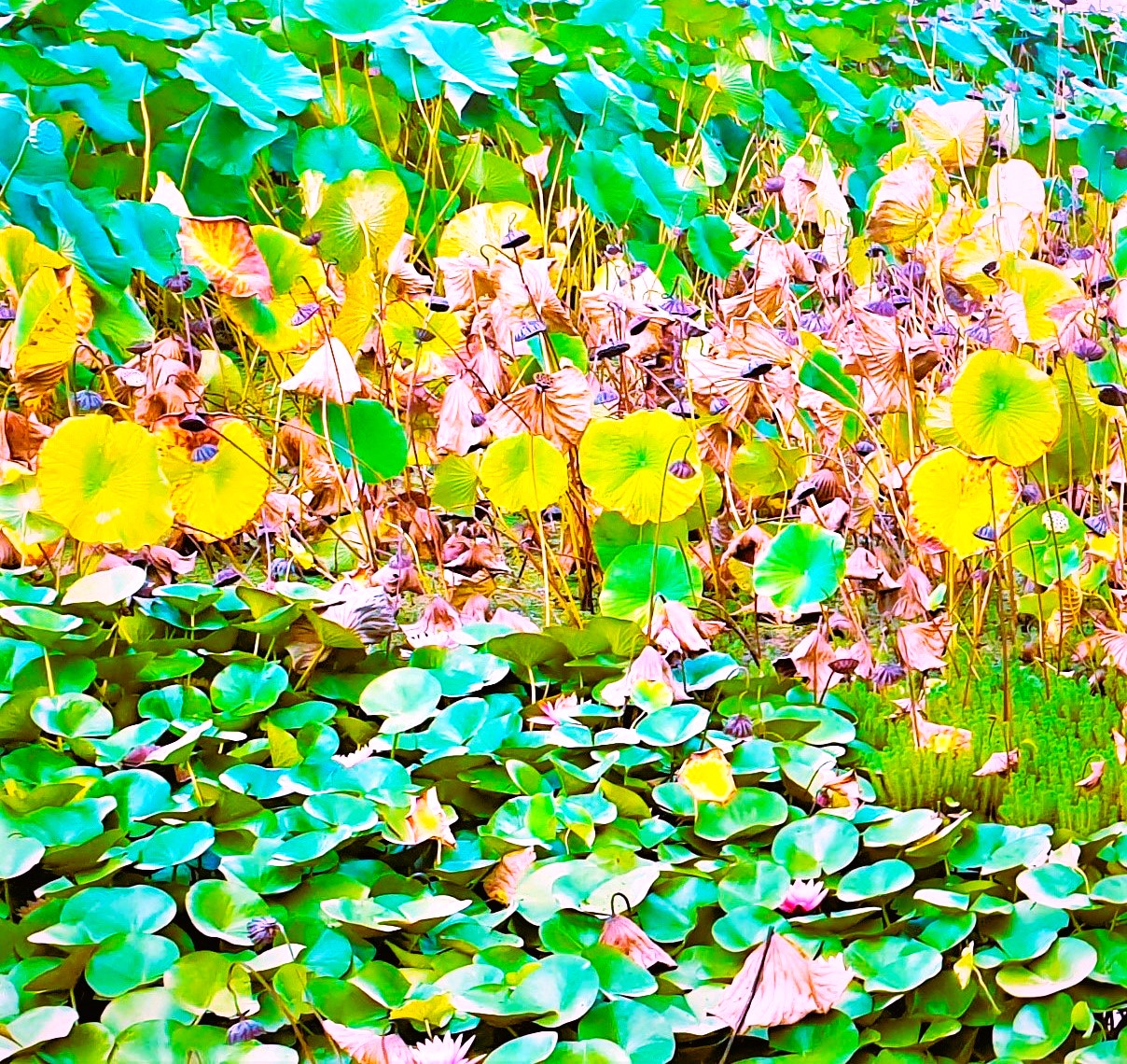 Pond 18 by KJ Hannah Greenberg