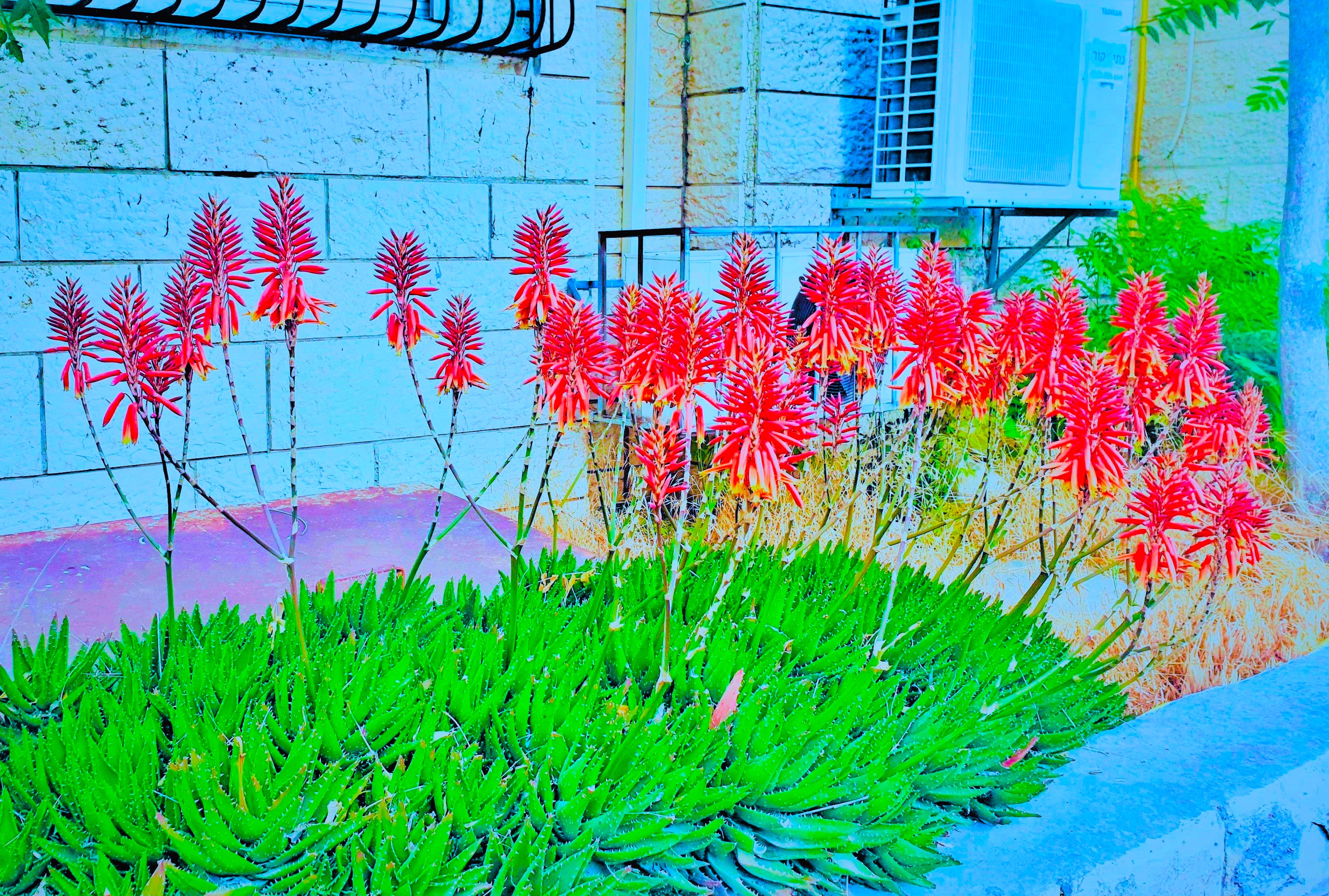 Aloe 12 by KJ Hannah Greenberg