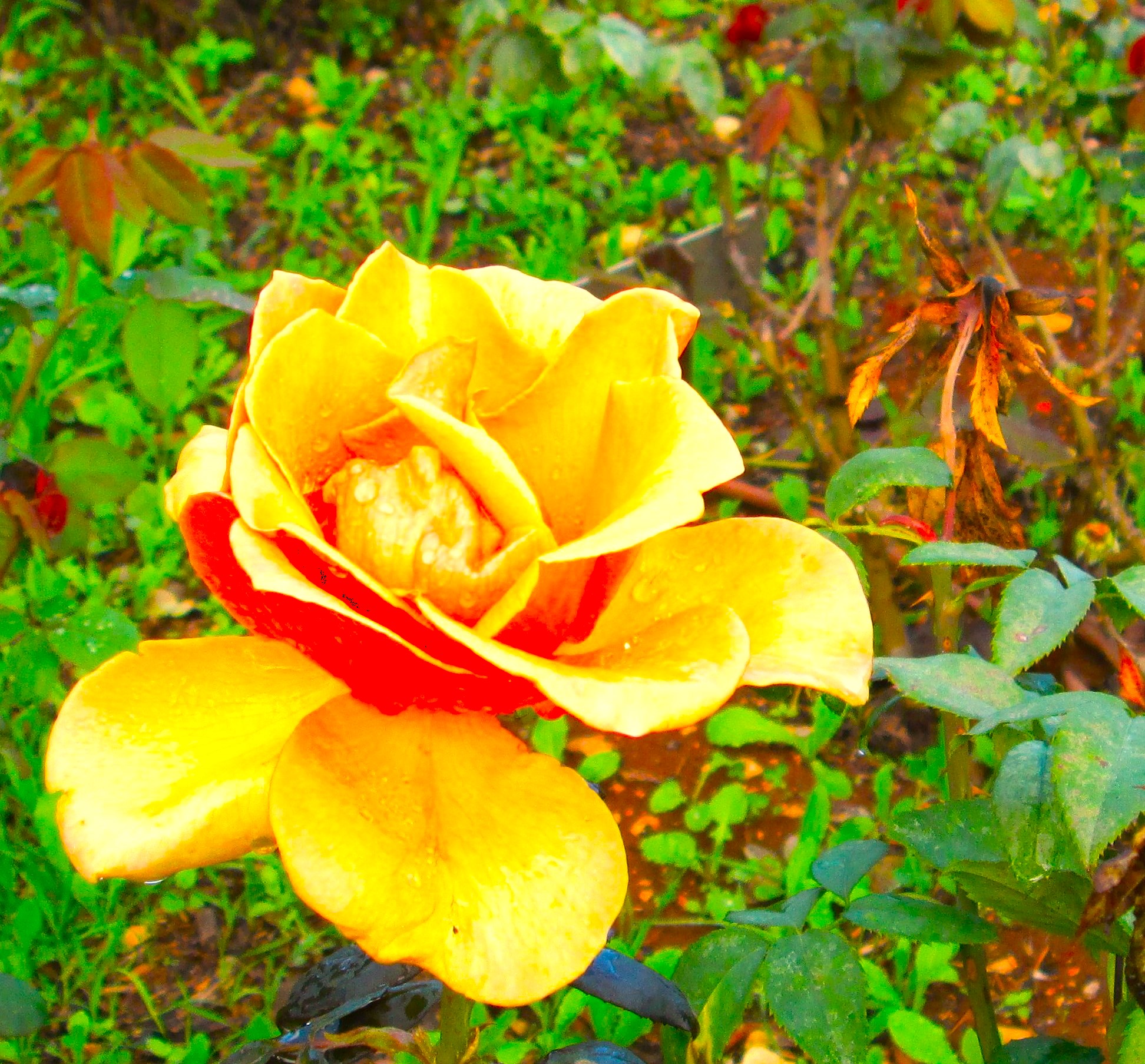 Pale Orange Rose by KJ Hannah Greenberg