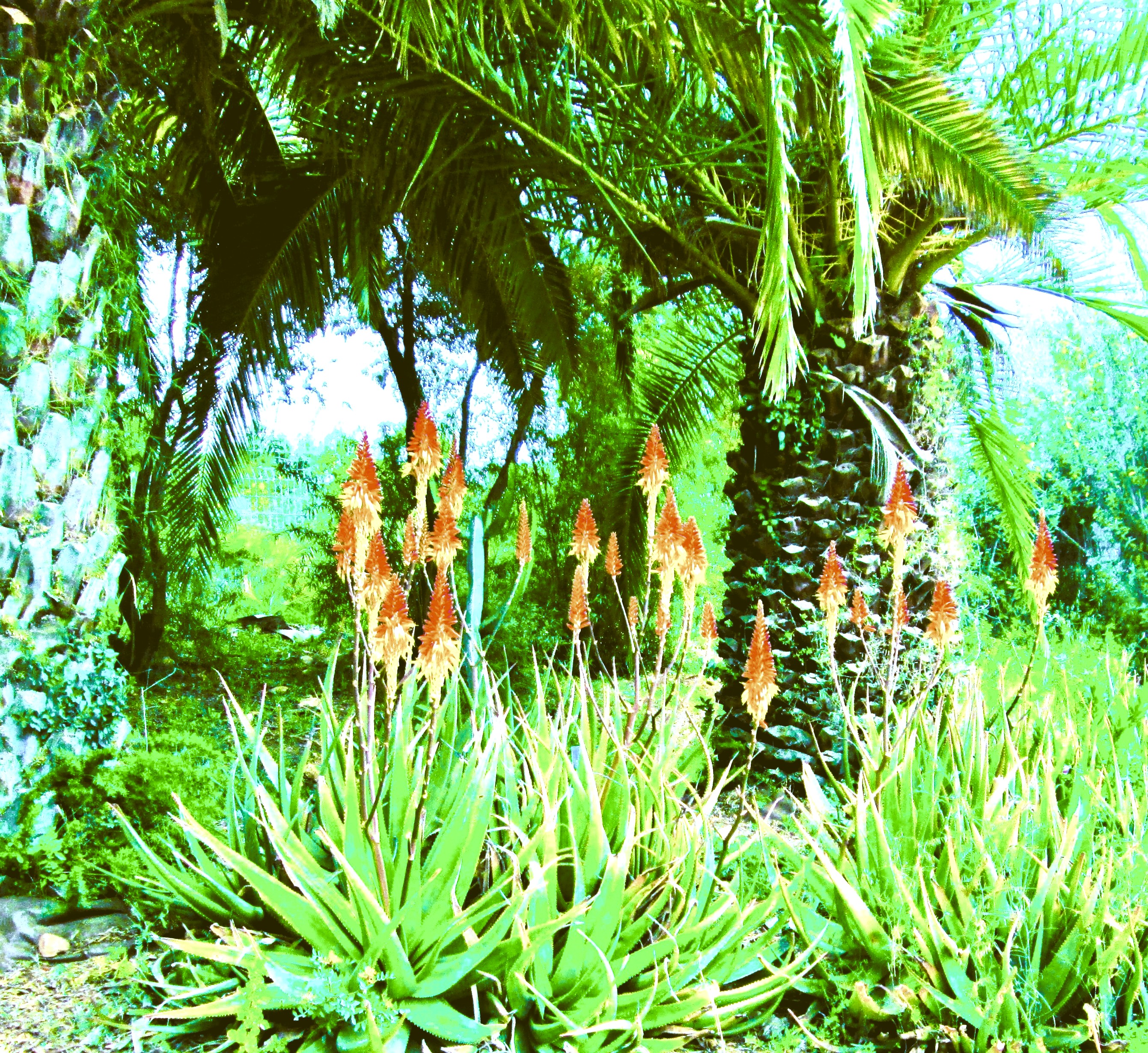 Tall Aloe by KJ Hannah Greenberg