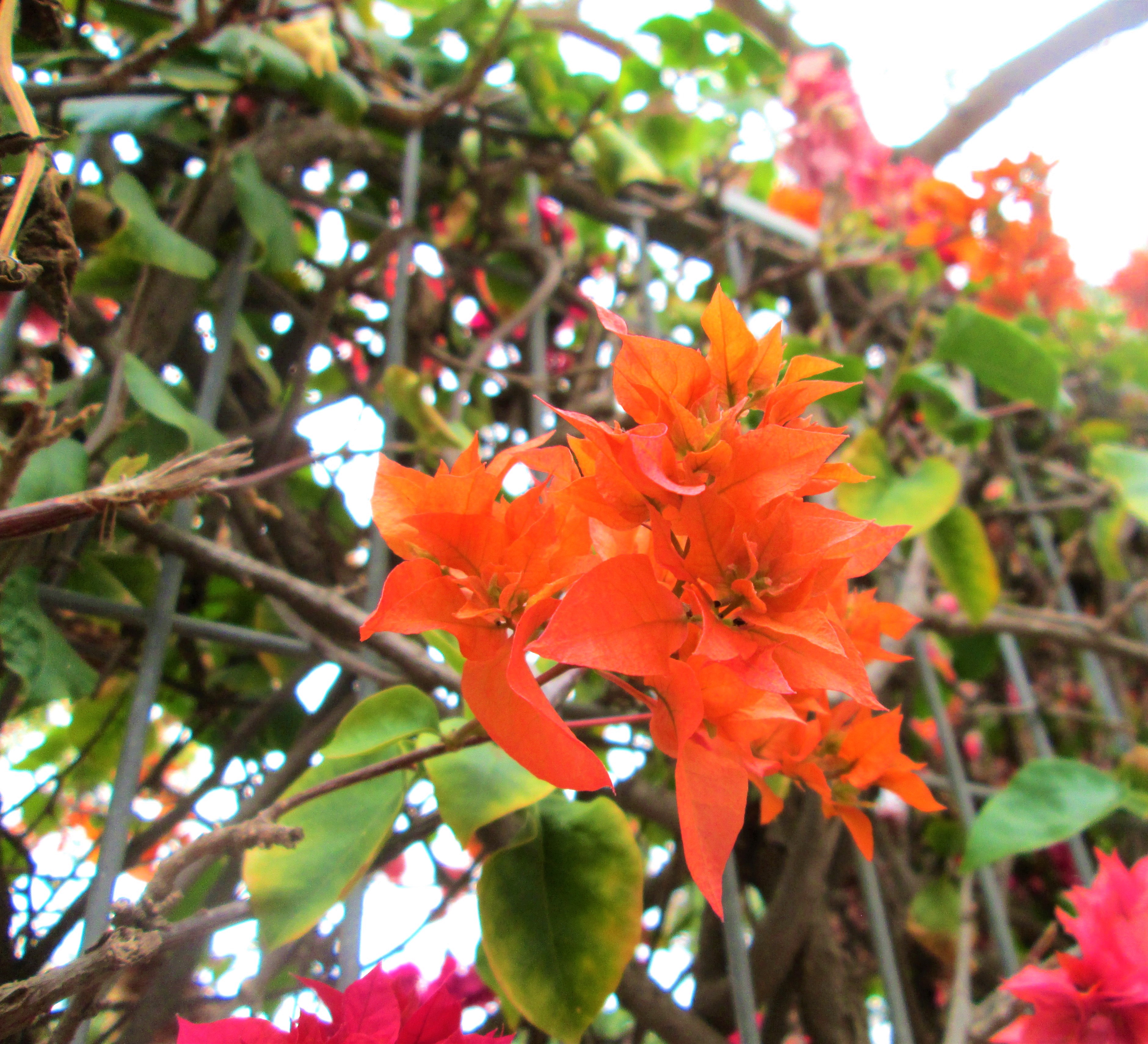 Winter Blossoms by KJ Hannah Greenberg