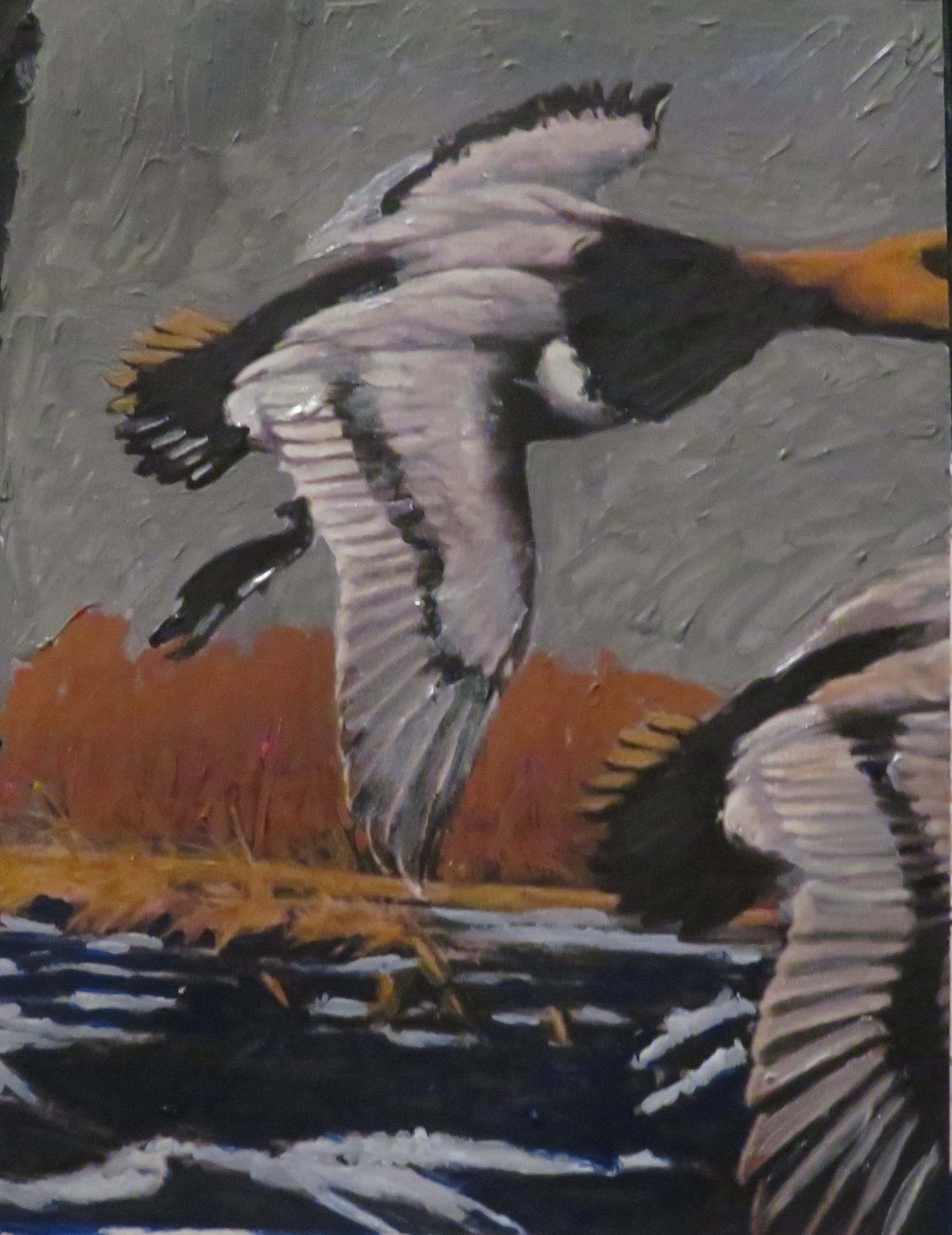 Fast Ducks by Terry Brinkman